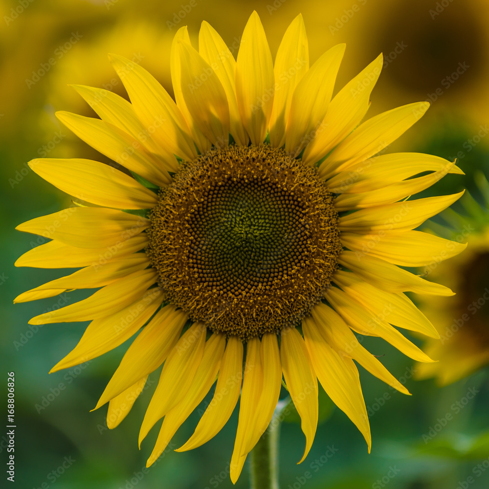 Full bloom sunflower Full bloom sunflower