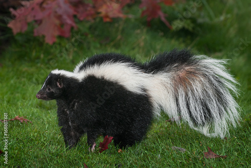 Striped Skunk (Mephitis mephitis) Stands to Left