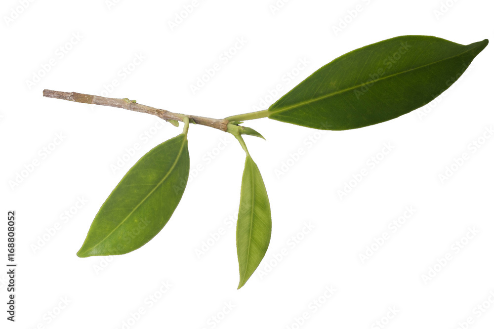 Green leaf Green leaf