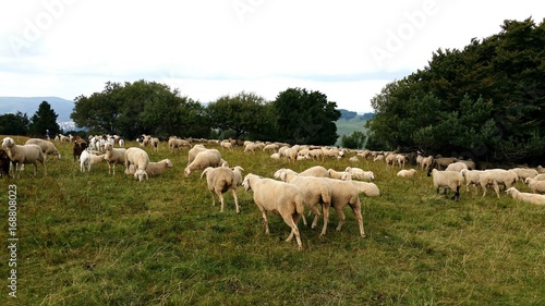 Rhönschafe auf der Weide