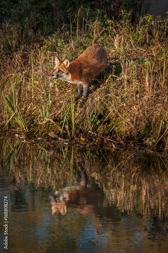 Red Fox (Vulpes vulpes) Looks Out Reflected