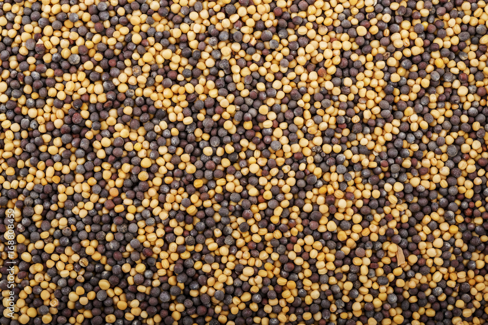 Grains of yellow and purple or black mustard