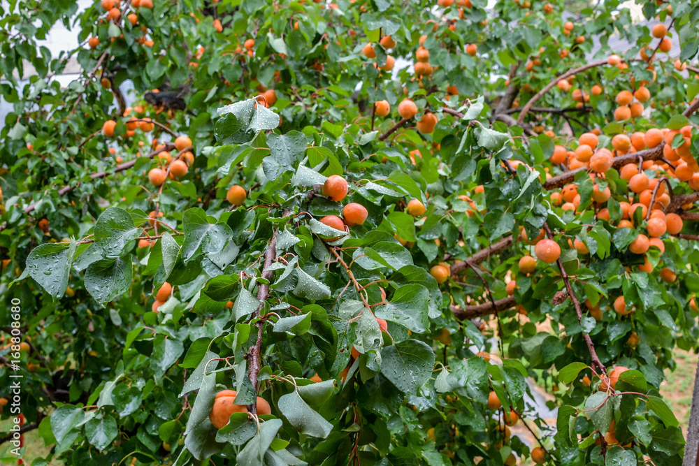 Apricot fruits tree on rainy day
