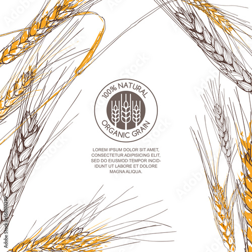 Vector background for label, package. Hand drawn sketch illustration of wheat and logo design. Concept for organic flour, harvest and agriculture, grain, cereal products, bakery, healthy food.