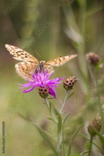 Abstract butterfly on flower. © venars.original