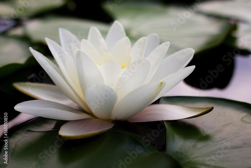 Water lilly, lotos flower