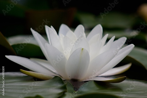 Fototapeta Naklejka Na Ścianę i Meble -  Water lilly, lotos flower