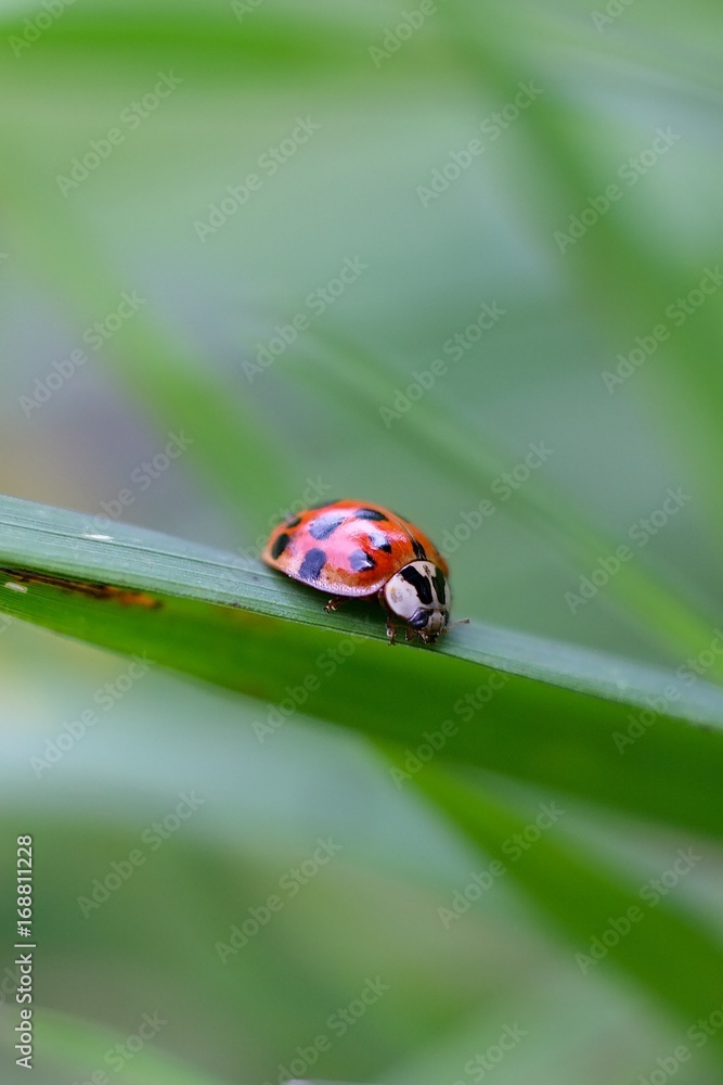 Ladybug Ladybug