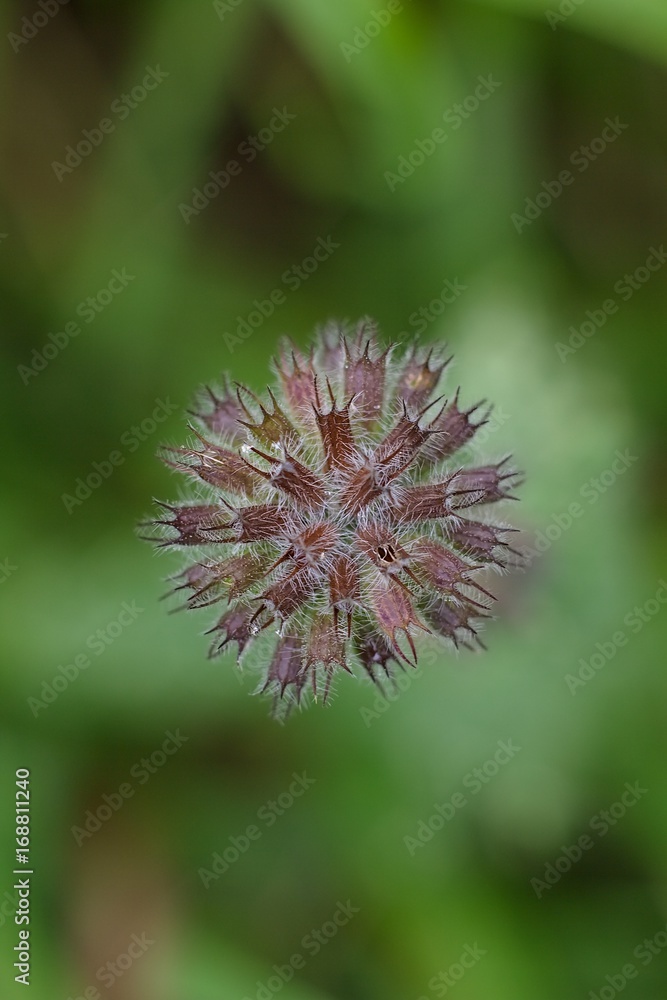 Purple red flower on a dark abstract background. Purple red flower on a dark abstract background.