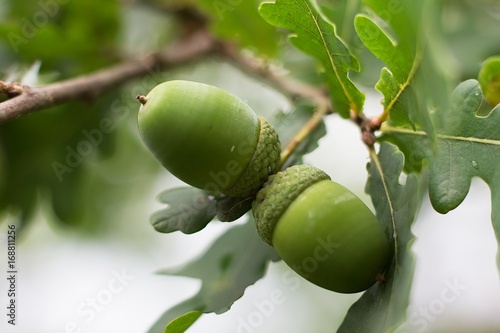 Oak acorn.