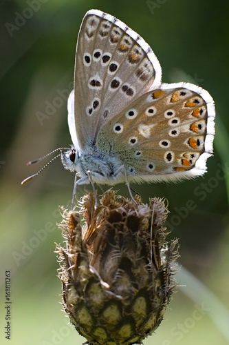 Butterfly Phengaris teleius photo