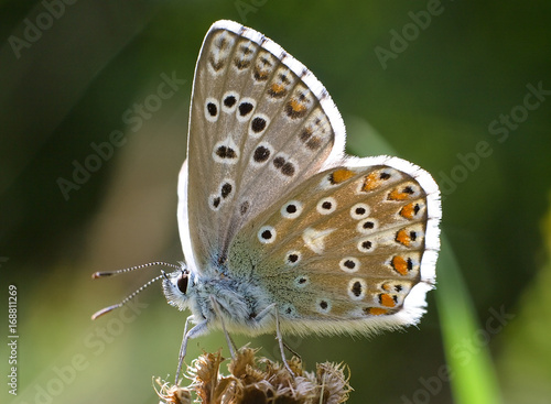 Butterfly Phengaris teleius photo