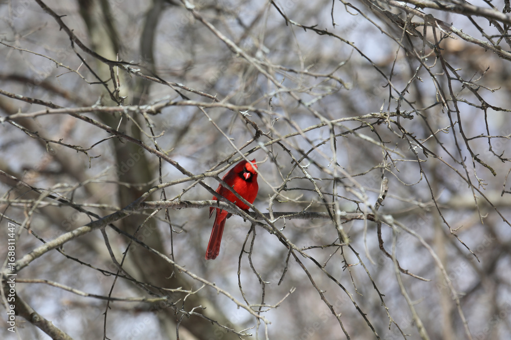 Winter Cardinal