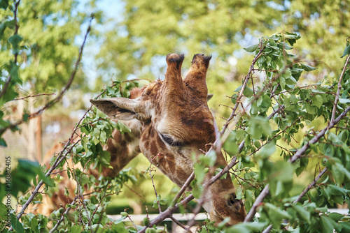 Giraffe, wildlife, animals, trees, savannah, africa, jungle © SHOTPRIME STUDIO