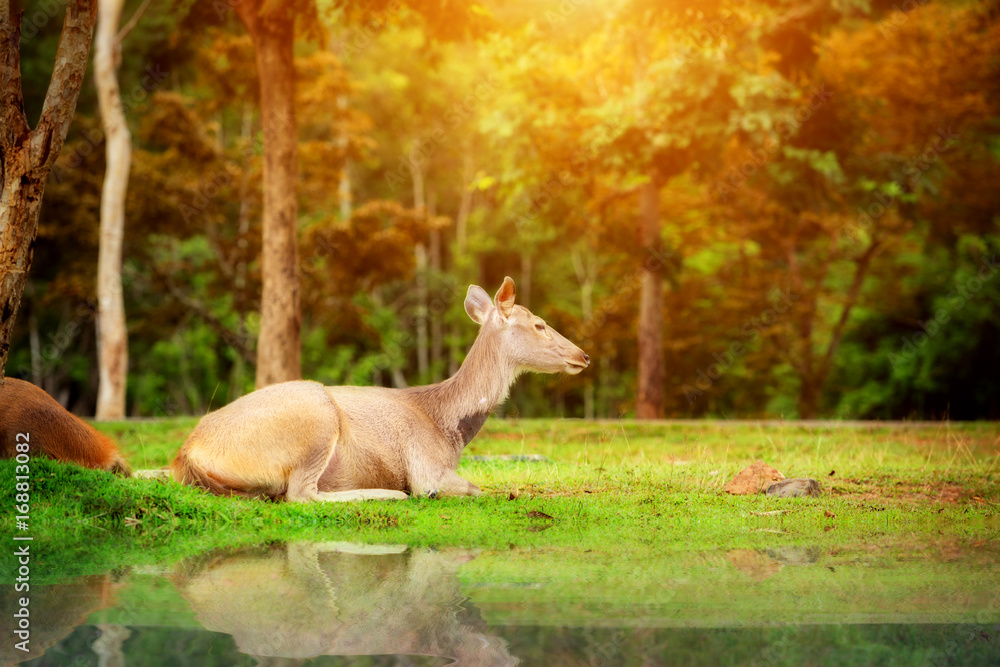 Deer and lighting in wild national park Khao Yai Thailand. Deer and lighting in wild national park Khao Yai Thailand.