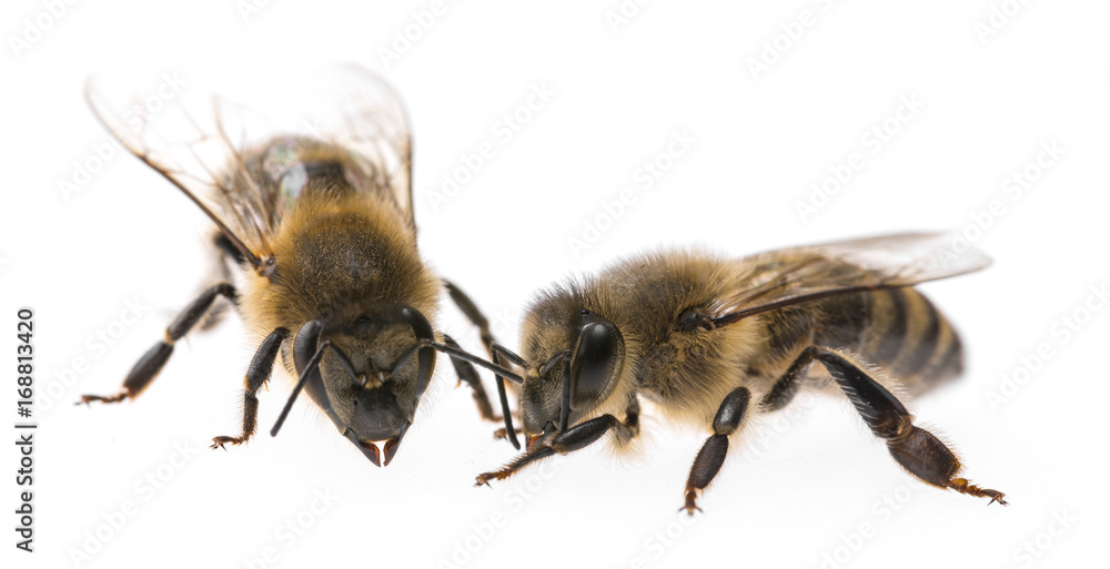 worker bees isolated on a white background worker bees isolated on a white background