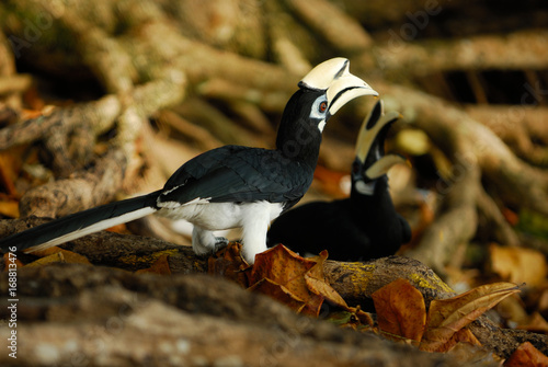 Hornbill at Pangkor Island, Perak, Malaysia.