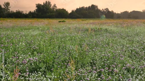 Rural spring landscape. Fresh green meadow with flowers, herbs and grass.