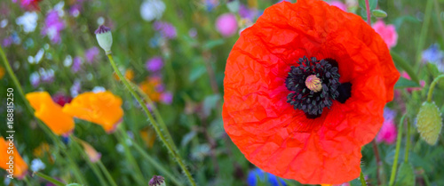 Flowers in a Garden