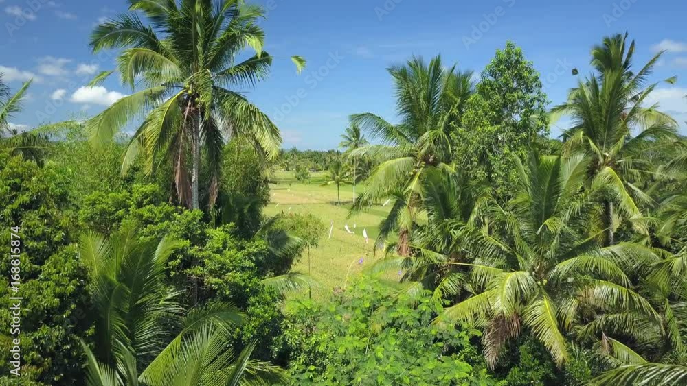 AERIAL OPENING SHOT: Flying over Coconut palm trees revealing scenic organic rice farmland in lush jungle forest in sunny Bali. Picturesque rice paddy fields dotted with colorful flags waving in wind AERIAL OPENING SHOT: Flying over Coconut palm trees revealing scenic organic rice farmland in lush jungle forest in sunny Bali. Picturesque rice paddy fields dotted with colorful flags waving in wind