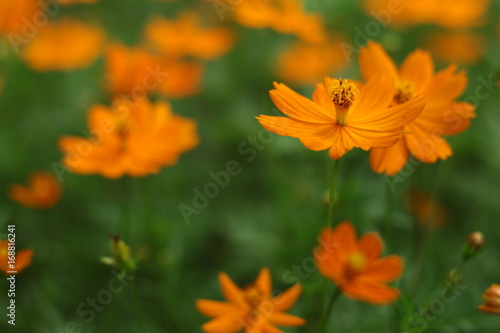 Orange Cosmos Flowers © Chuthiphon
