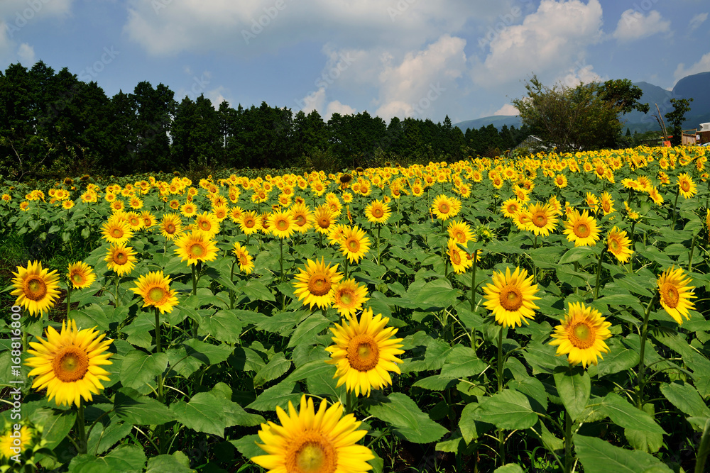 Obraz premium 久住高原のヒマワリ