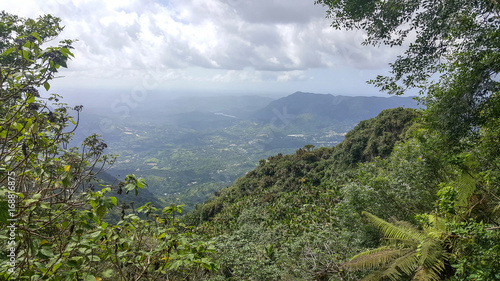 Rainforest Landscape, Puerto Rico 