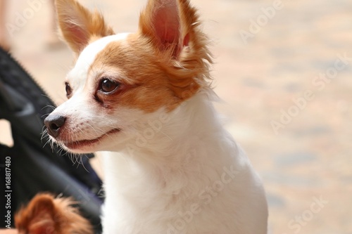 Chihuahua dog © oilslo