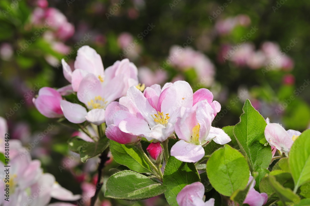 Fototapeta premium Chinese flowering crab-apple blooming