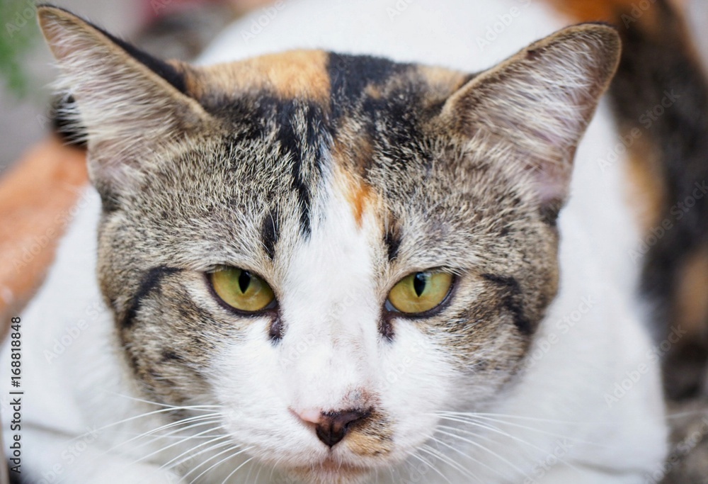 Portrait cat, close up big eyes.