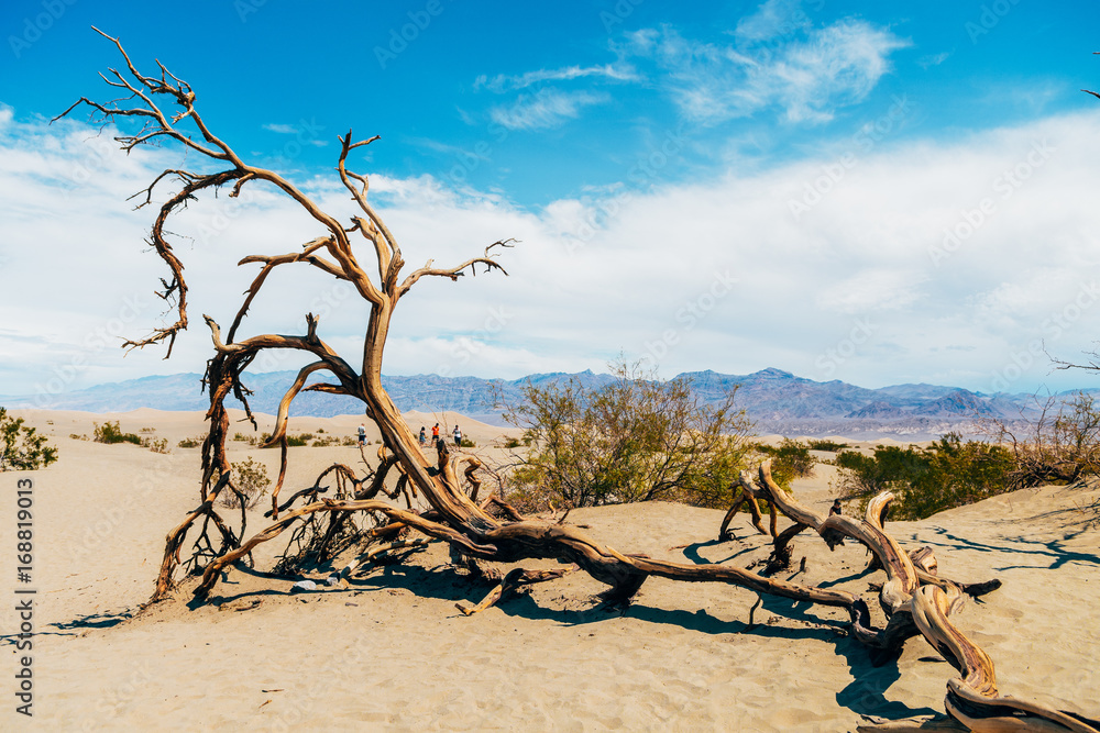 lonely tree at death valley national park, california lonely tree at death valley national park, california