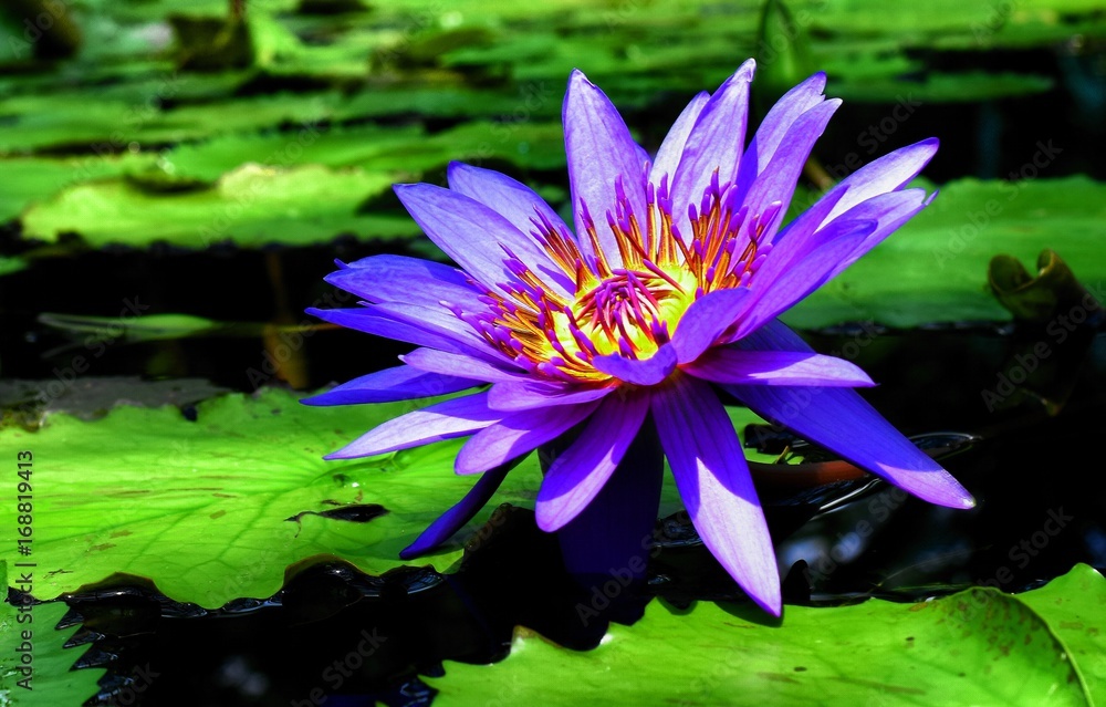 美しいスイレンの花、クローズアップ、一輪 美しいスイレンの花、クローズアップ、一輪