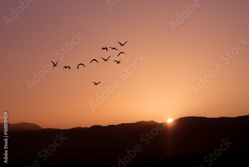 Birds at sunrise autumn or spring concept