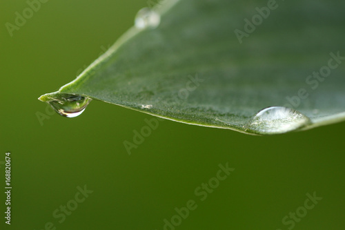 Drops of water on a leaf with green background. Concepts of balance, tranquility, serenity, hang on