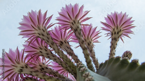 Boquet of Barrel Cactus Flowers in the early morning in Riverside California USA