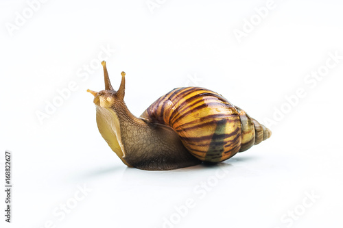 snails on white background