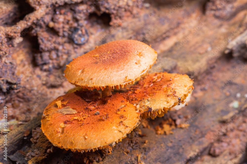Mushrooms are born when after rain or in a moist place. Mushrooms are born when after rain or in a moist place.