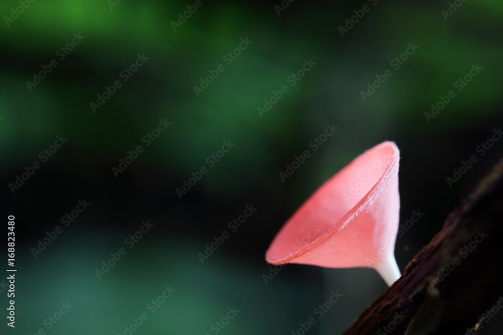 close up of pink champagne mushroom background.