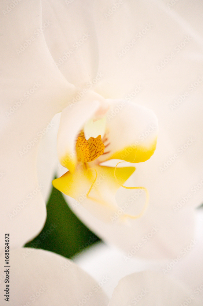 Obraz premium ya82205