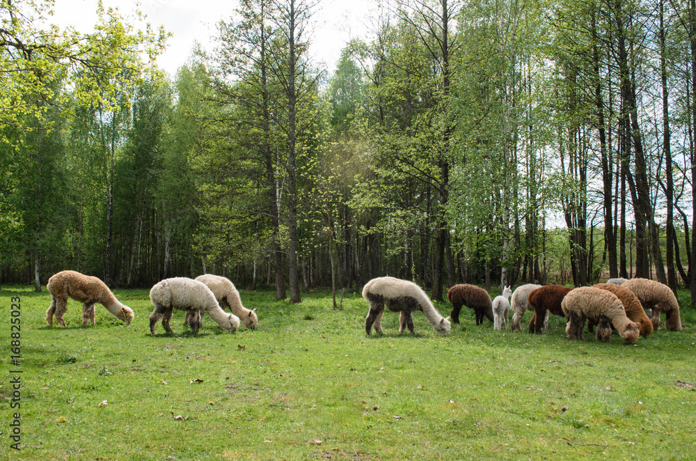 Alpacas family with small baby pastures on green grass by the lake near forest at summertime Alpacas family with small baby pastures on green grass by the lake near forest at summertime