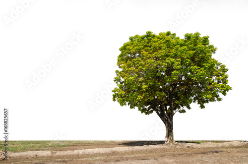 Tree of isolate