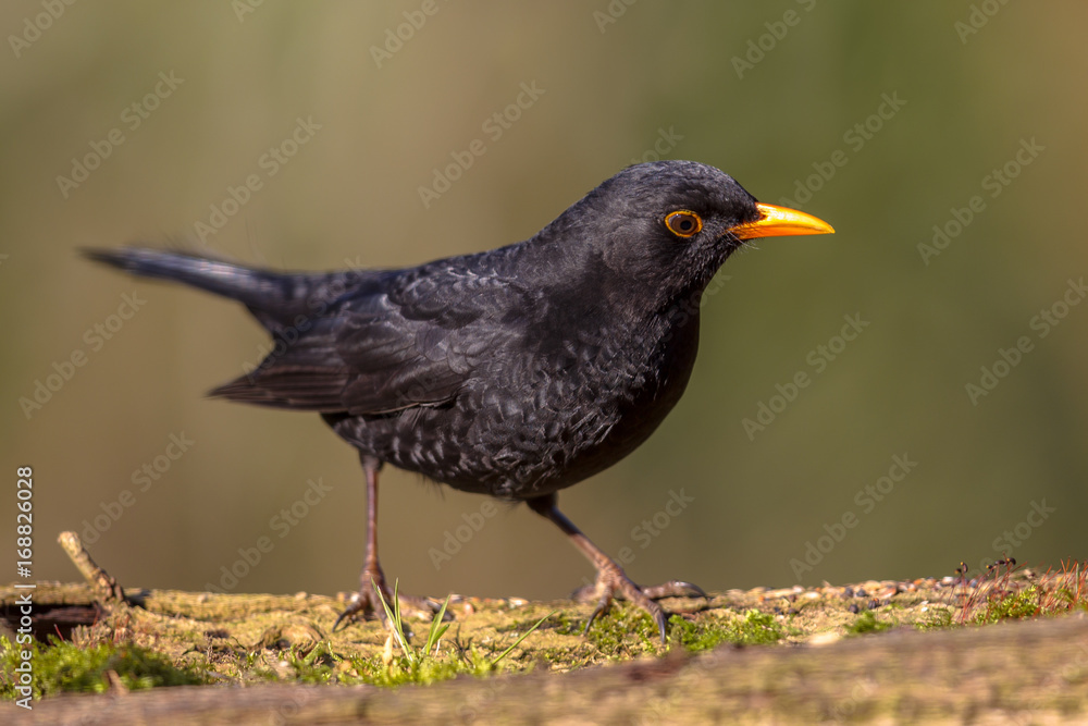 Common Blackbird looking down Common Blackbird looking down