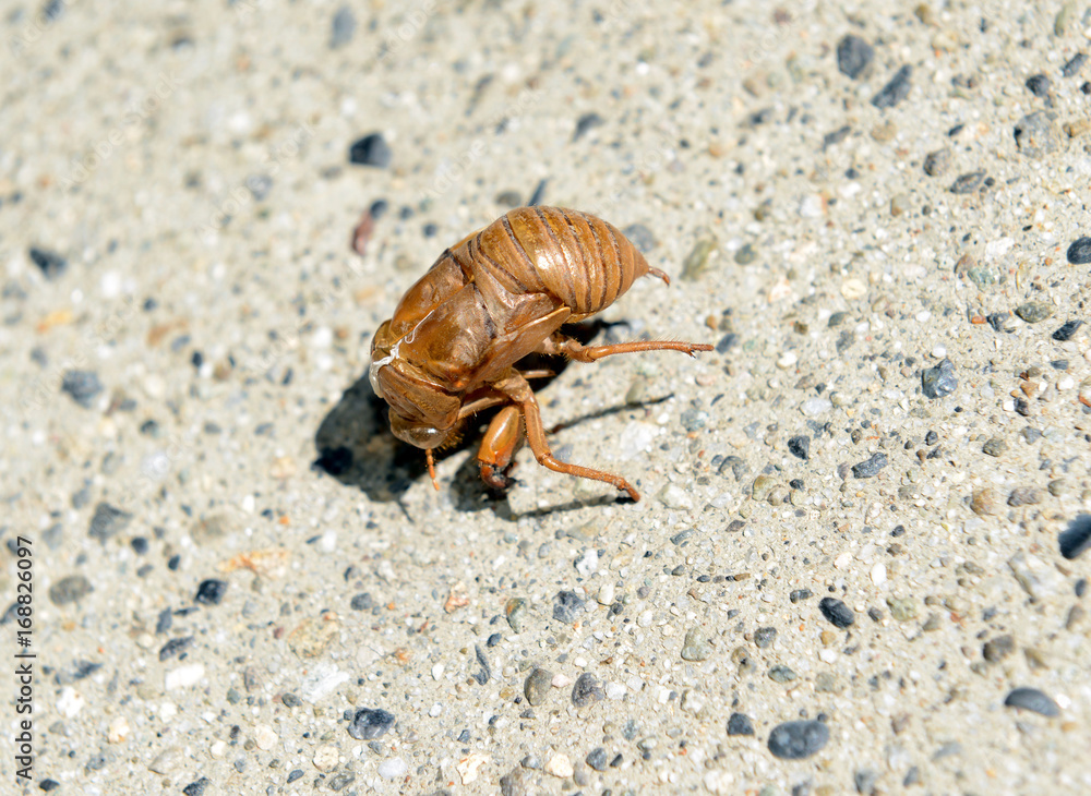 cicada molting on ground