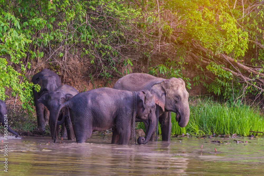 Fototapeta premium Elephants bathing in the river. National park.