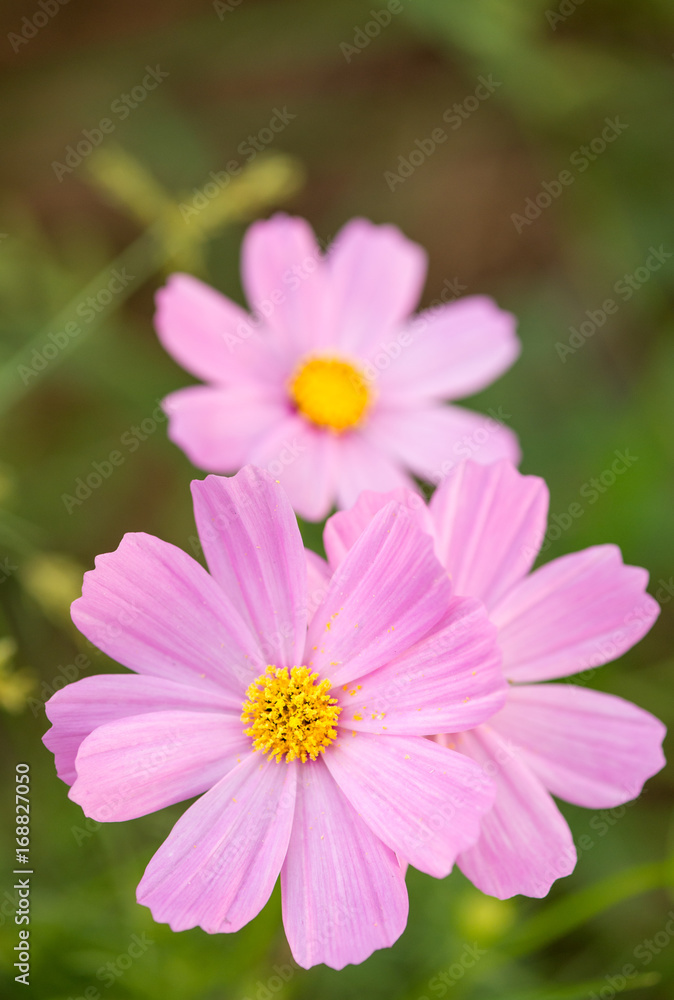 Close-up macro detail of multiple pink cosmos flowers (Cosmos bipinnatus) in an outdoors park, on a green background. Vertical orienation. Nature and spring concept.