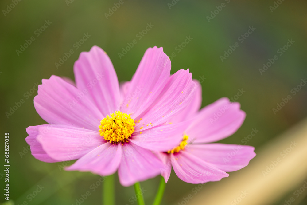 Close-up macro detail of multiple pink cosmos flowers (Cosmos bipinnatus) in an outdoors park, on a green background. Nature and spring concept. Close-up macro detail of multiple pink cosmos flowers (Cosmos bipinnatus) in an outdoors park, on a green background. Nature and spring concept.