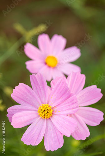 Close-up macro detail of multiple pink cosmos flowers  Cosmos bipinnatus  in an outdoors park  on a green background. Vertical orienation. Nature and spring concept.