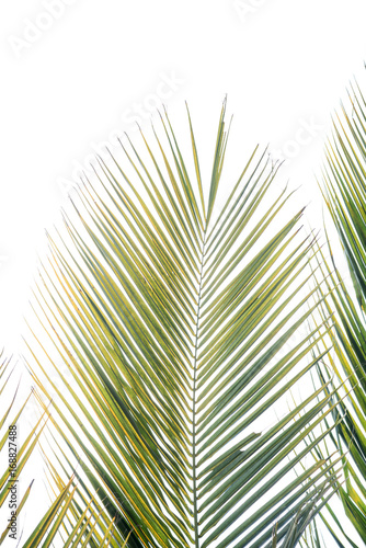 coconut leaves isolated on white background