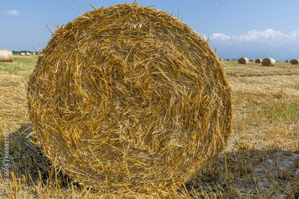 Round bales of straw on cut grain field. Round straw bales in harvested fields and blue sky with clouds. Round bales of hay left in the field after harvesting. Round bales of straw on cut grain field. Round straw bales in harvested fields and blue sky with clouds. Round bales of hay left in the field after harvesting.
