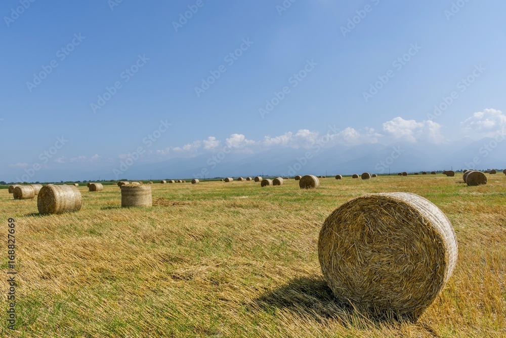 Round bales of straw on cut grain field. Round straw bales in harvested fields and blue sky with clouds. Round bales of hay left in the field after harvesting.